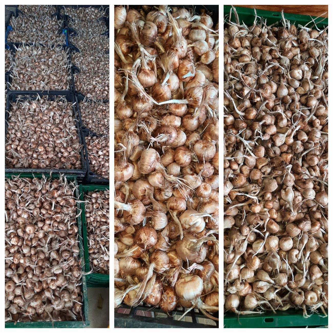 Bulbi Crocus sativus pentru cultivarea șofranului în Moldova